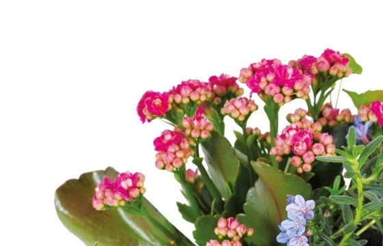 Assemblage De Plantes Le Jardin Enchanté 2 Assemblage De Plantes Le Jardin Enchanté – Image 2