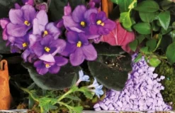 Assemblage De Plantes Le Jardin Enchanté 5 Assemblage De Plantes Le Jardin Enchanté -L’Agitateur Floral Boutique assemblage de plantes le jardin enchante 2