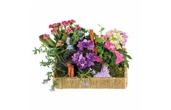 Assemblage De Plantes Le Jardin Enchanté 1 Assemblage De Plantes Le Jardin Enchanté