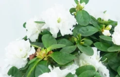 Azalée Blanche Décorée -L’Agitateur Floral Boutique azalee blanche decoree 2