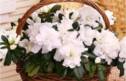 Azalée Blanche En Pot