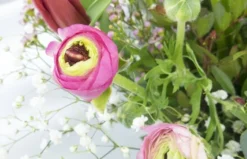 Bouquet De Renoncules "Pimprenelle" 5 Bouquet De Renoncules "Pimprenelle" -L’Agitateur Floral Boutique bouquet de renoncules pimprenelle 2