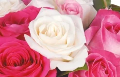 Bouquet De Roses Blanches Et Roses Dolce Vita -L’Agitateur Floral Boutique bouquet de roses blanches et roses dolce vita 2