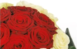 Bouquet De Roses Rouges Et Blanches Complicité -L’Agitateur Floral Boutique bouquet de roses rouges et blanches complicite 2