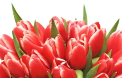 Bouquet De Tulipes Rouges Perle Douce -L’Agitateur Floral Boutique bouquet de tulipes rouges perle douce 2