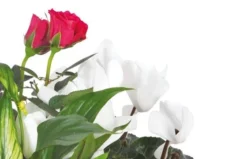 Composition Blanche, Rose, Fuchsia Souvenir 5 Composition Blanche, Rose, Fuchsia Souvenir -L’Agitateur Floral Boutique composition blanche rose fuchsia souvenir 2