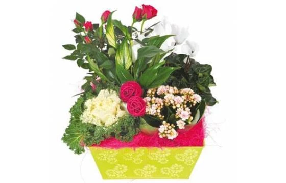 Composition Blanche, Rose, Fuchsia Souvenir 1 Composition Blanche, Rose, Fuchsia Souvenir