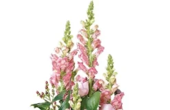 Composition De Deuil Rose Pensées -L’Agitateur Floral Boutique composition de deuil rose pensees 2