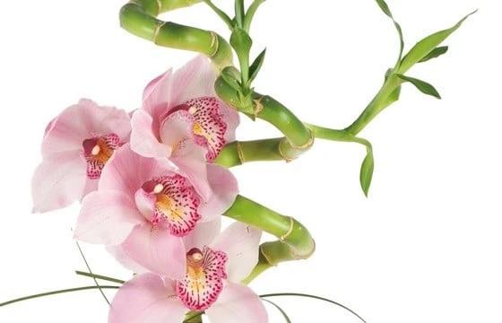 Composition Exubérance Florale 2 Composition Exubérance Florale – Image 2