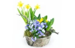 Composition De Plantes Jonquilles En Folie