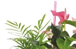 Composition De Plantes Le Jardin Des Druides -L’Agitateur Floral Boutique composition de plantes le jardin des druides 2