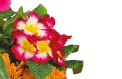 Composition De Plantes Rose-fuchsia Voyage Eternel 5 Composition De Plantes Rose-fuchsia Voyage Eternel -L’Agitateur Floral Boutique composition de plantes rose fuchsia voyage eternel 2