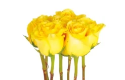 Composition De Roses Jaunes Lily -L’Agitateur Floral Boutique composition de roses jaunes lily 2