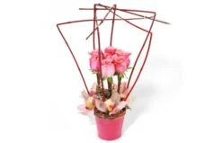 Composition De Roses Lady Rose