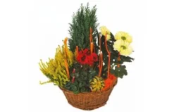 Composition Deuil Rouge & Jaune Jardin D'Hiver