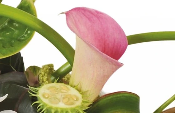 Composition Horizontale Eventail 2 Composition Horizontale Eventail – Image 2