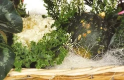 Composition Plantes Vertes & Fleuries Etincelle -L’Agitateur Floral Boutique composition plantes vertes fleuries etincelle 2