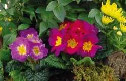 Coupe De Plantes De Deuil Symphonie 5 Coupe De Plantes De Deuil Symphonie -L’Agitateur Floral Boutique coupe de plantes de deuil symphonie 2