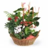 Coupe De Plantes La Corbeille Fleurie
