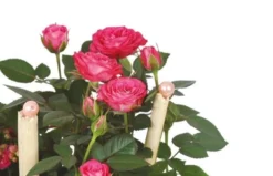 Coupe De Plantes Le Jardin D'Italie -L’Agitateur Floral Boutique coupe de plantes le jardin d italie 2