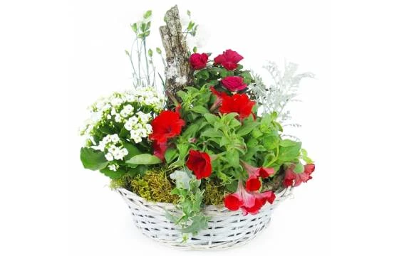 Coupe De Plantes Rouges & Blanches "Rubrum" 1 Coupe De Plantes Rouges & Blanches "Rubrum"