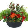 Coupe De Plantes Rouges & Oranges "Rufus"