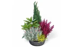 Coupe De Plantes Vertes D'extérieur