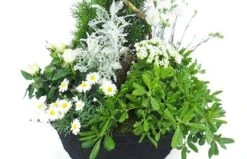Devant -L’Agitateur Floral Boutique grand assemblage de plantes blanches caelum 1