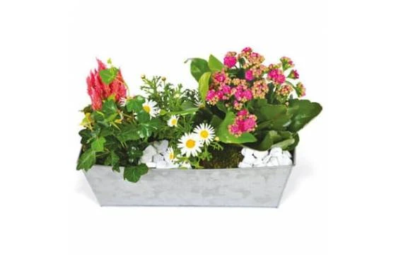 Jardinière De Plantes Roses & Blanches Calypso 1 Jardinière De Plantes Roses & Blanches Calypso