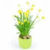 Jonquilles En Pot