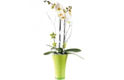 Orchidée Blanche Double Branche
