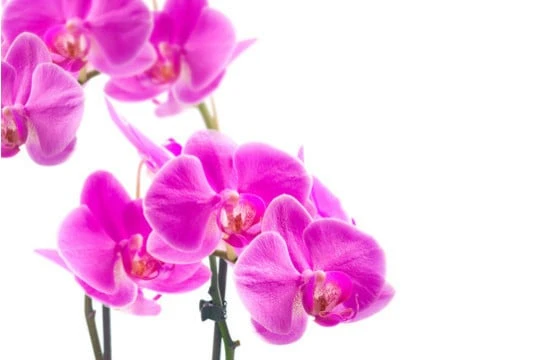 Orchidée Double Branche Rose Mauve 2 Orchidée Double Branche Rose Mauve – Image 2
