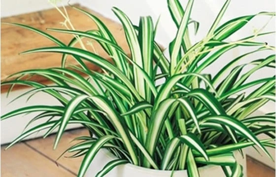 Plante Dépolluante Chlorophytum 1 Plante Dépolluante Chlorophytum