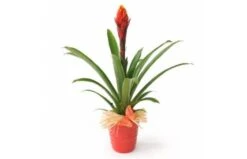 Plante Exotique Akira Le Billbergia